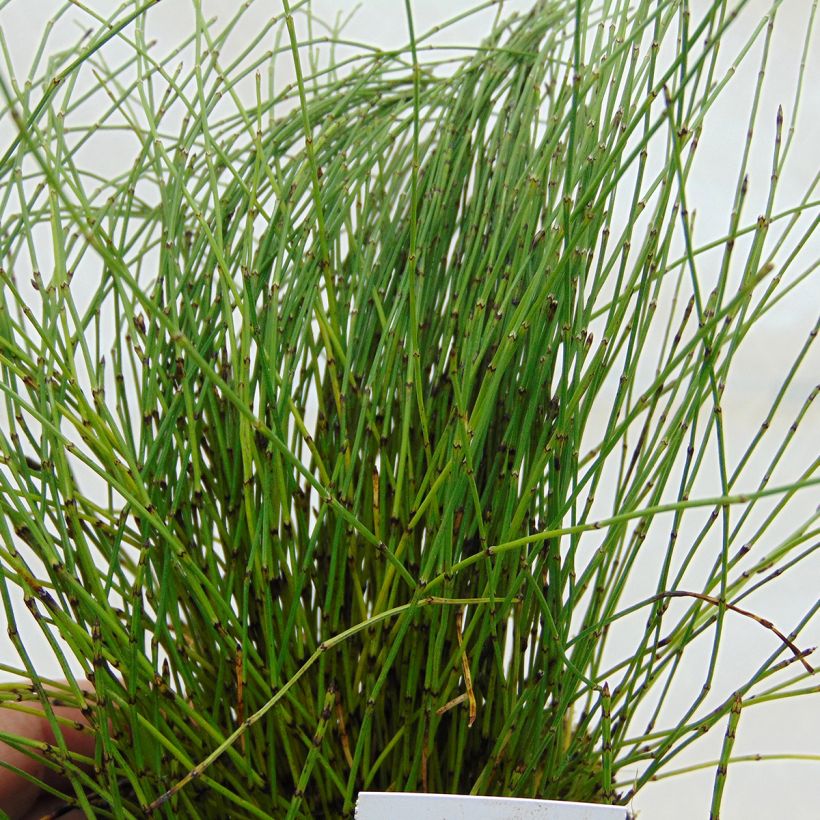 Equisetum scirpoides - Equiseto nano (Foliage)