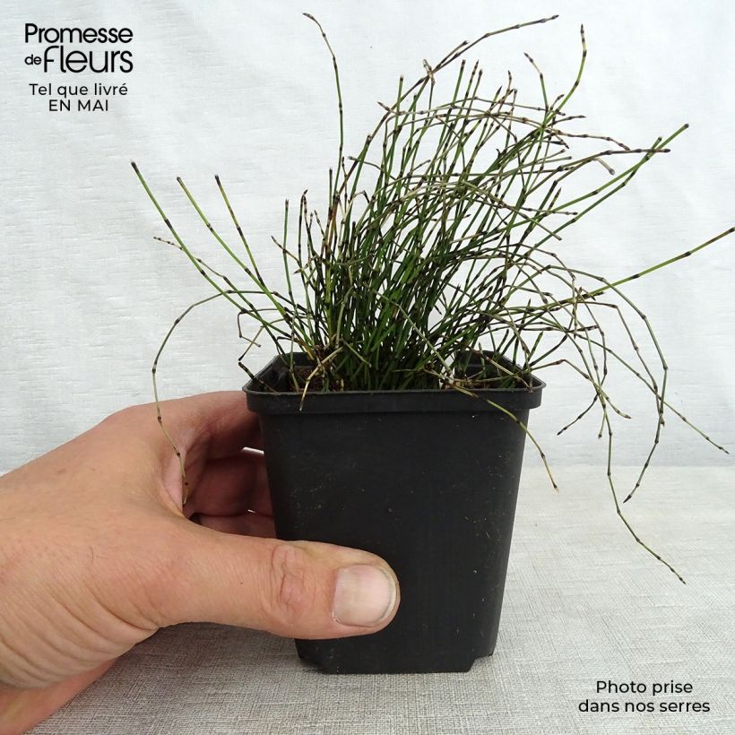 Example of Equisetum scirpoides - Equiseto nano Vasetto da 8/9 cm as you get in printemps