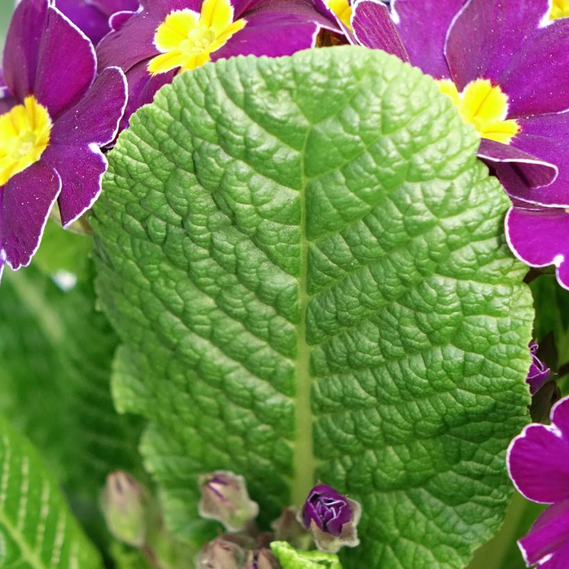 Primula elatior Veristar Late Twinkle Violet - Primula maggiore (Fogliame)