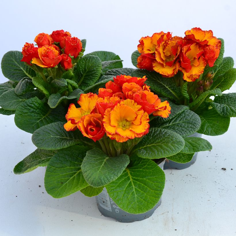 Primevère Chinese New Year - Primula acaulis (Fioritura)