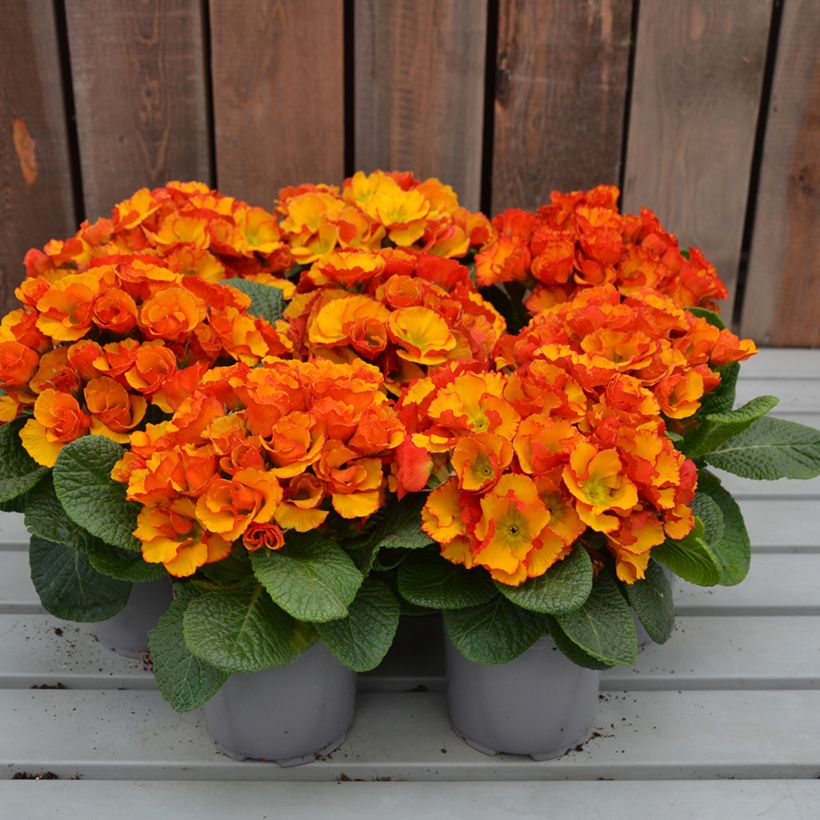 Primevère Chinese New Year - Primula acaulis (Porto)