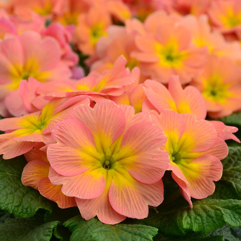 Primula Mango (Fioritura)