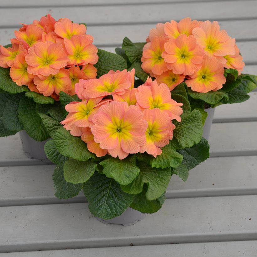 Primula Mango (Porto)