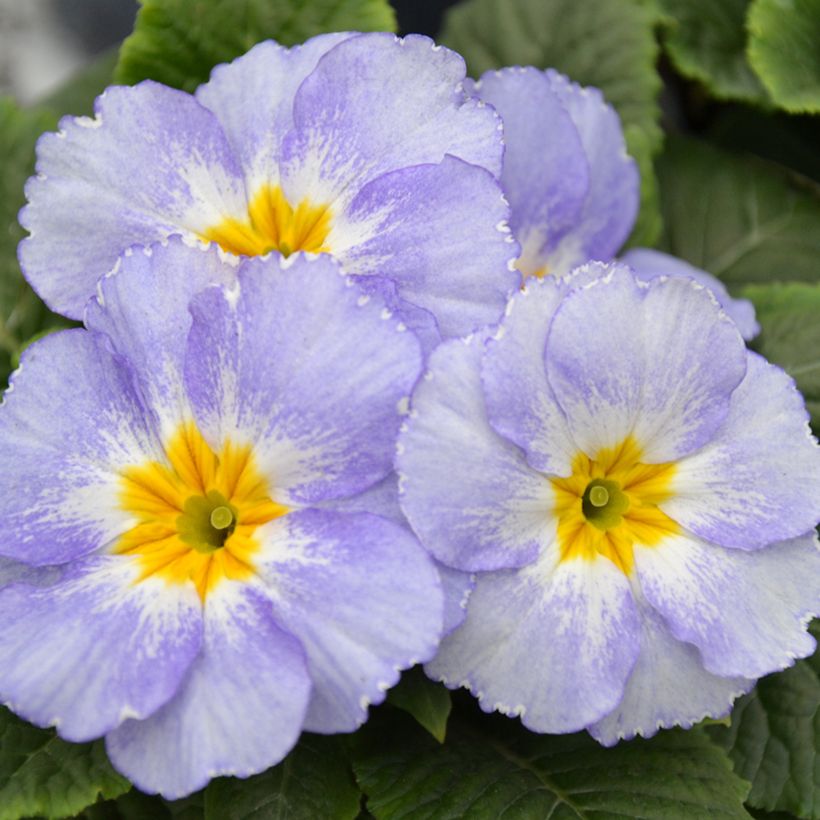 Primula Porcelain Blue (Fioritura)