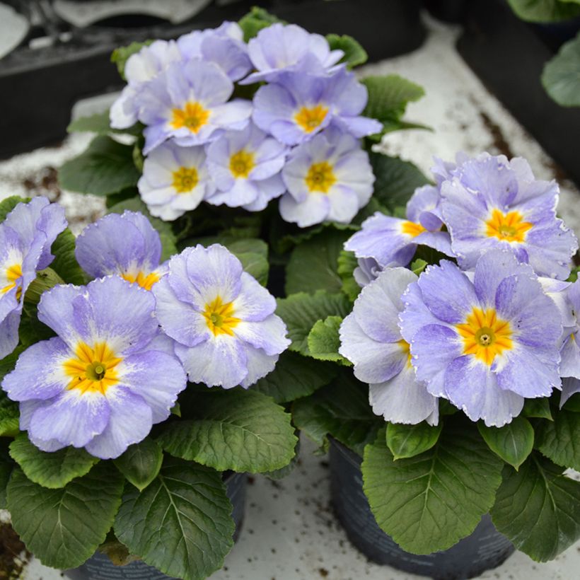 Primula Porcelain Blue (Porto)