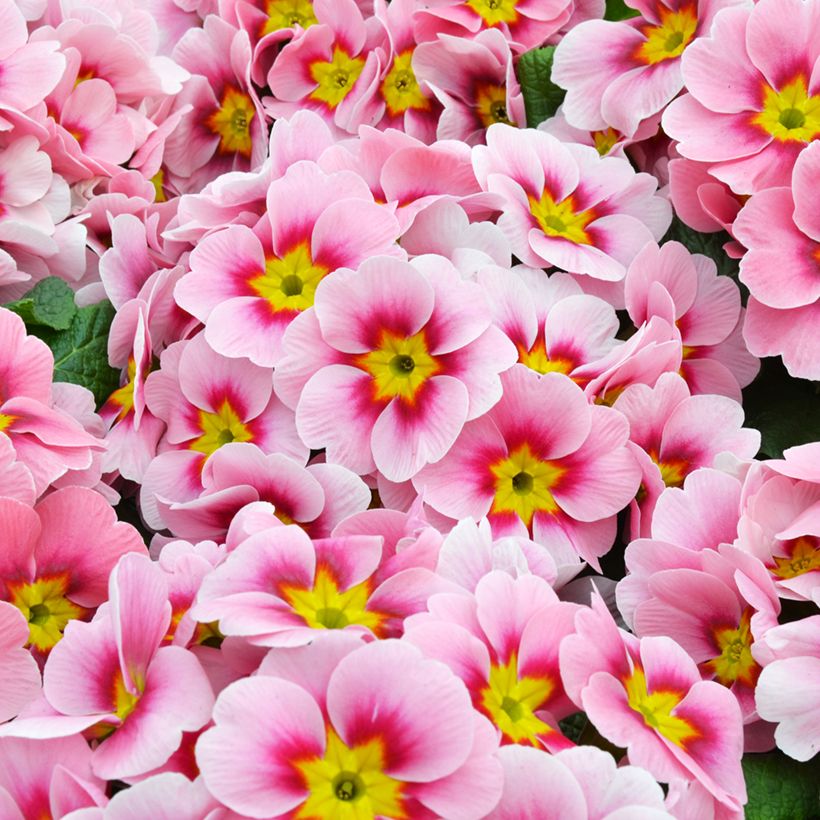 Primula Ringostar Cherryblossom (Fioritura)