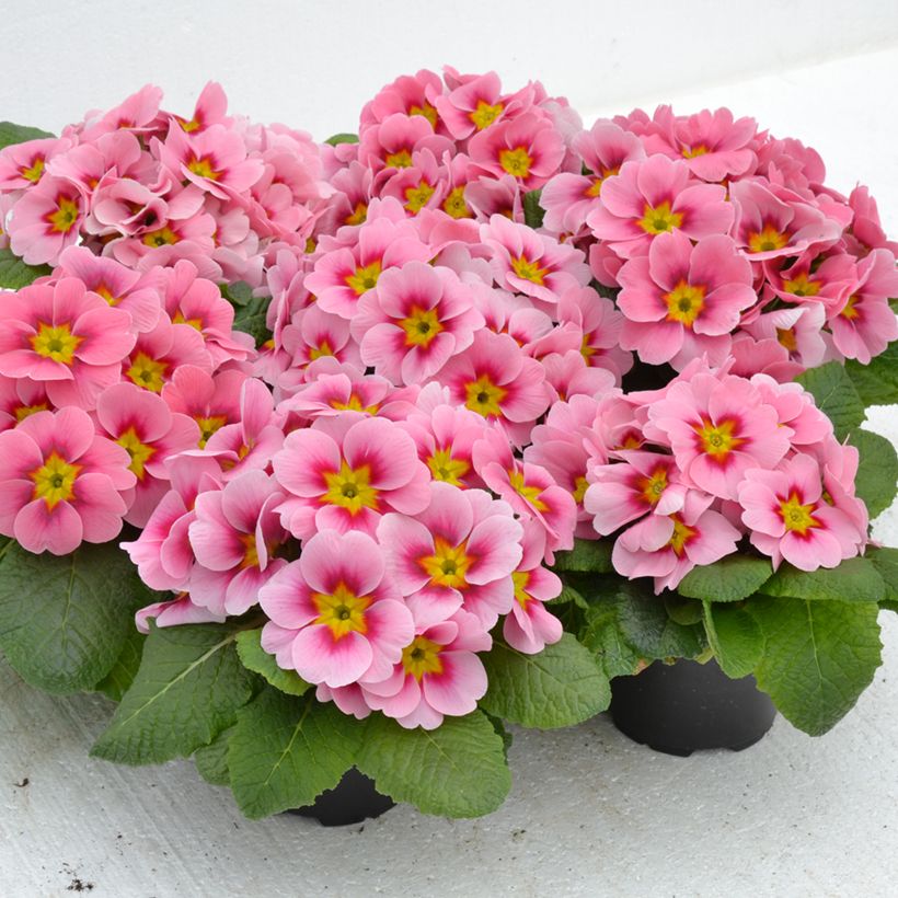 Primula Ringostar Cherryblossom (Porto)