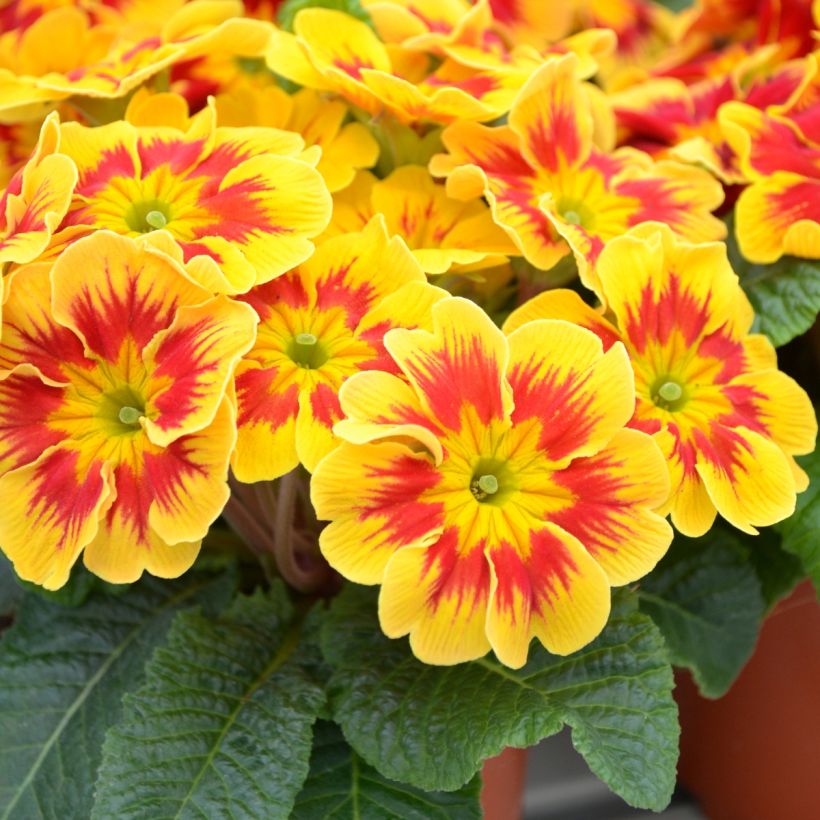 Primula Starfire (Fioritura)