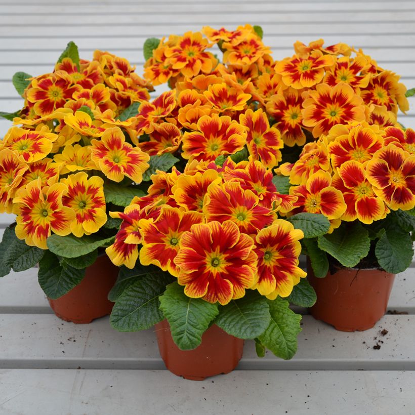 Primula Starfire (Porto)