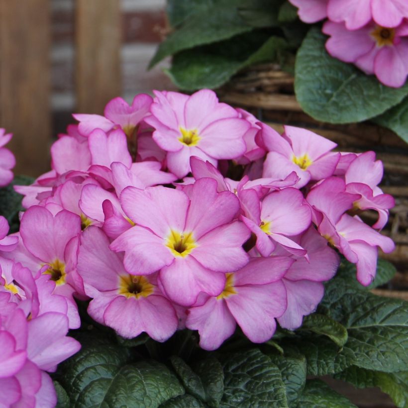 Primula Woodland Rose (Fioritura)