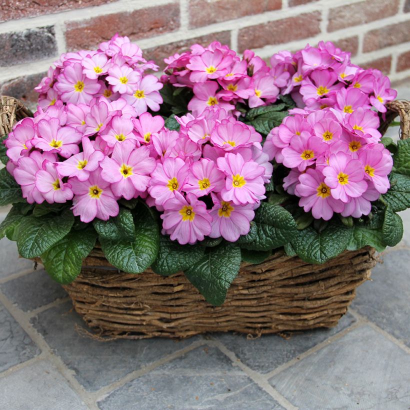 Primula Woodland Rose (Porto)