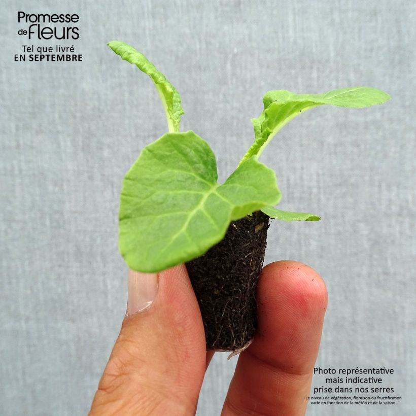 Esemplare di Primula eliator Crescendo Mix - Primula maggiore Mini zolla Ø 1,5/2,5 cm come consegnato in autunno