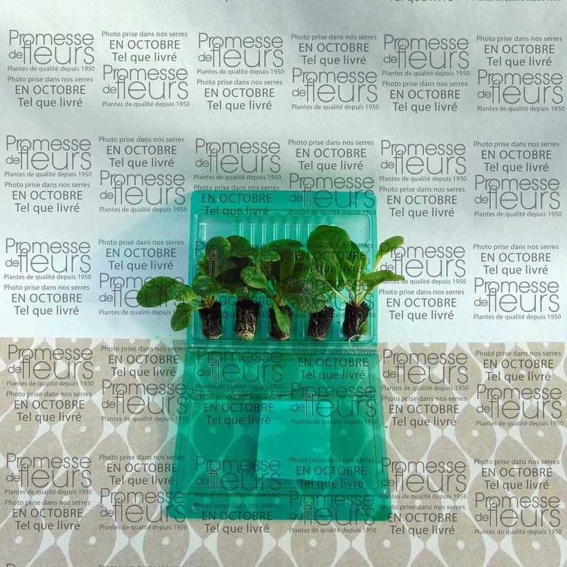 Esempio di esemplare Primula F1 Starflame Mix Mini zolla Ø 1,5/2,5 cm come consegnato