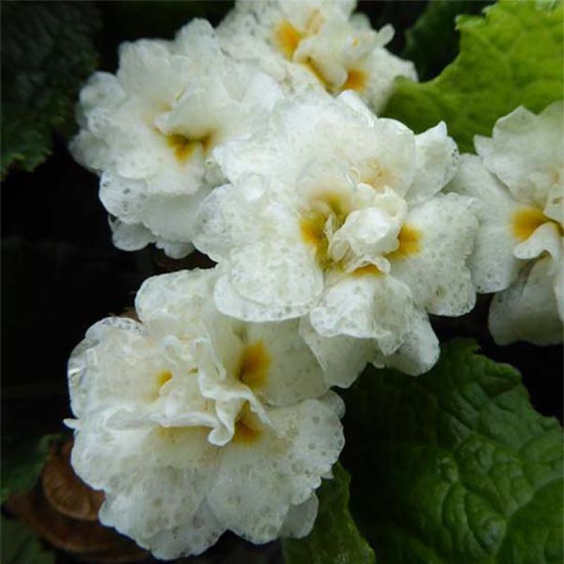 Primula Mr Brouart (Fioritura)