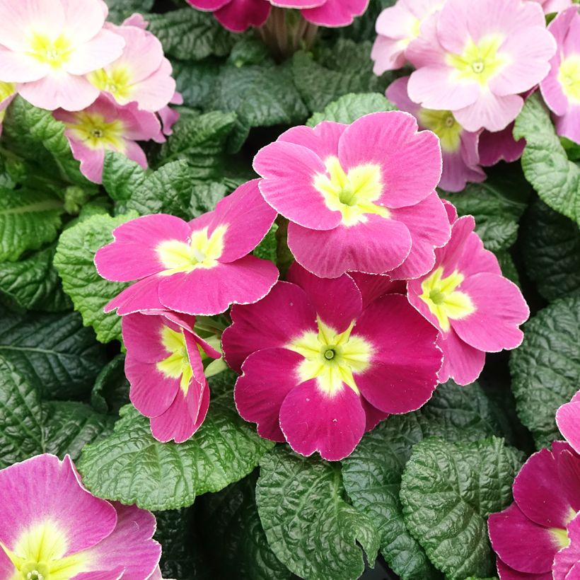 Primula pubescens Plums & Custard (Fioritura)