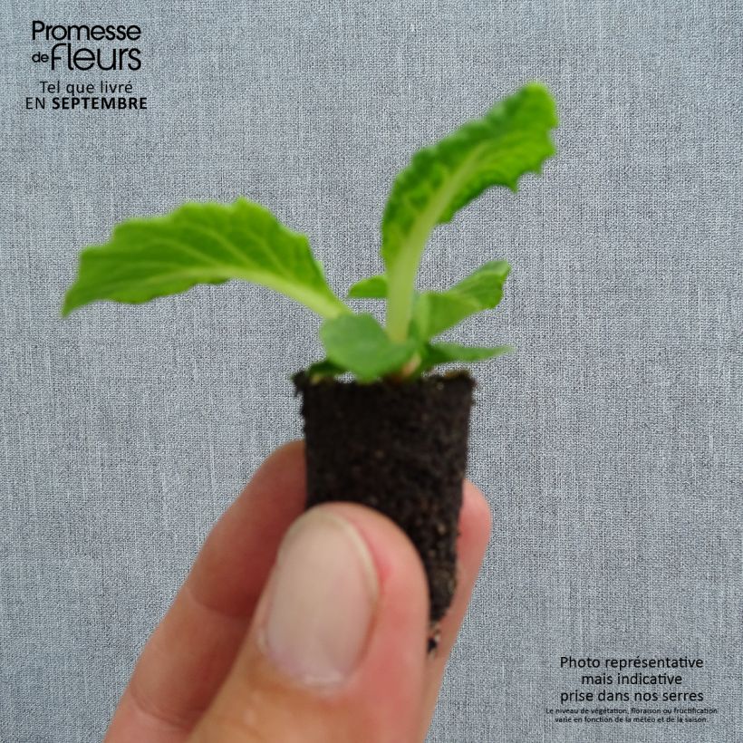 Esemplare di Primula Perle d'Alsace Mini zolla Ø 1,5/2,5 cm come consegnato in autunno