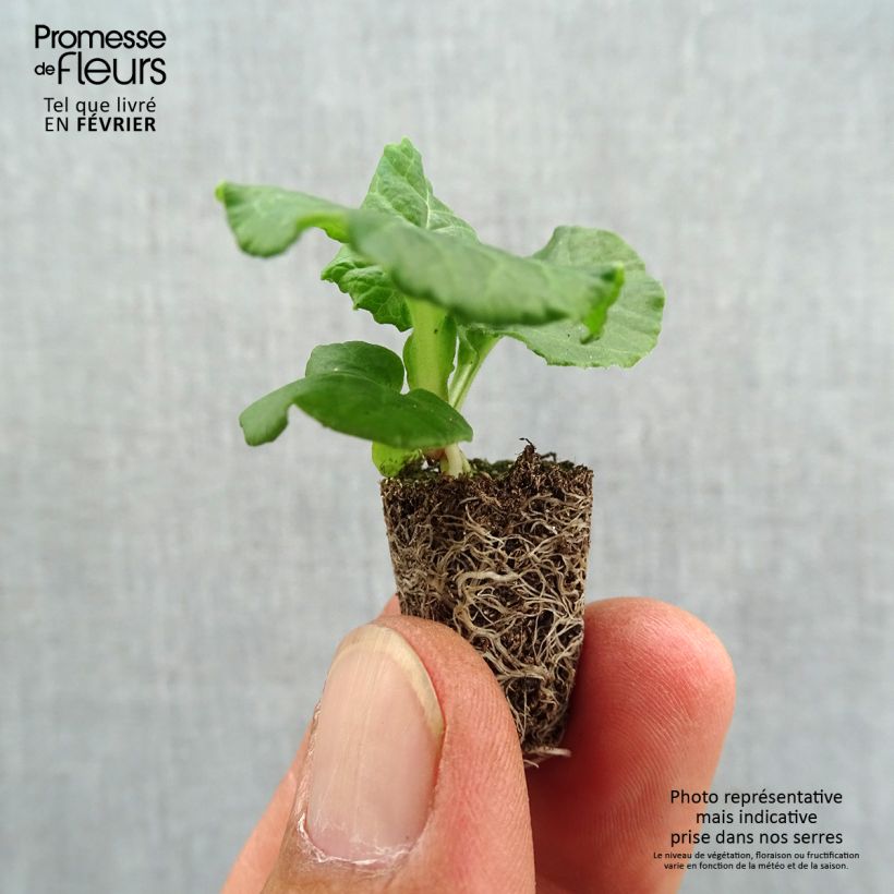 Esemplare di Primula eliator Black Laced - Primula maggiore Mini zolla Ø 1,5/2,5 cm come consegnato in autunno