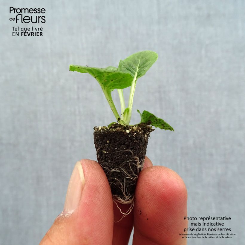 Esemplare di Primula Lipstick Mini zolla Ø 1,5/2,5 cm come consegnato in autunno