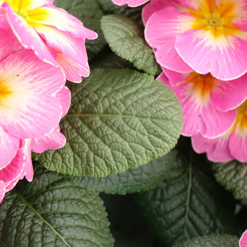 Primula Lipstick (Fogliame)