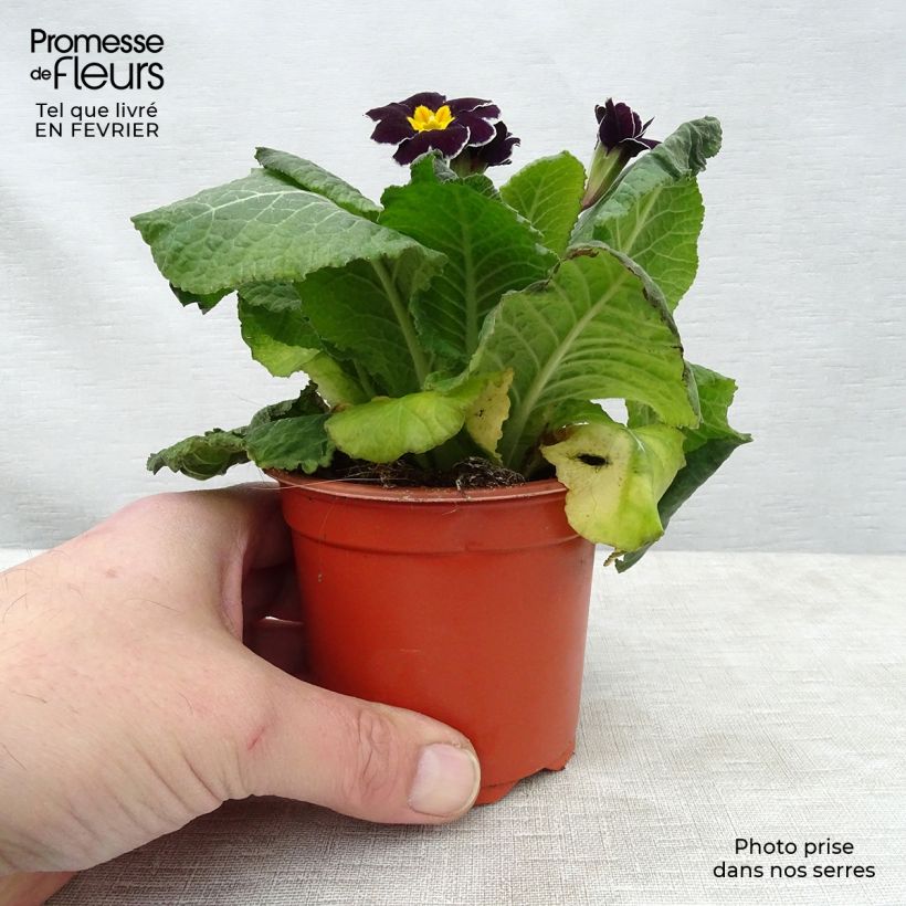 Primula eliator Black Laced - Primula maggiore Vasetto da 8/9 cm esemplare consegnato in inverno