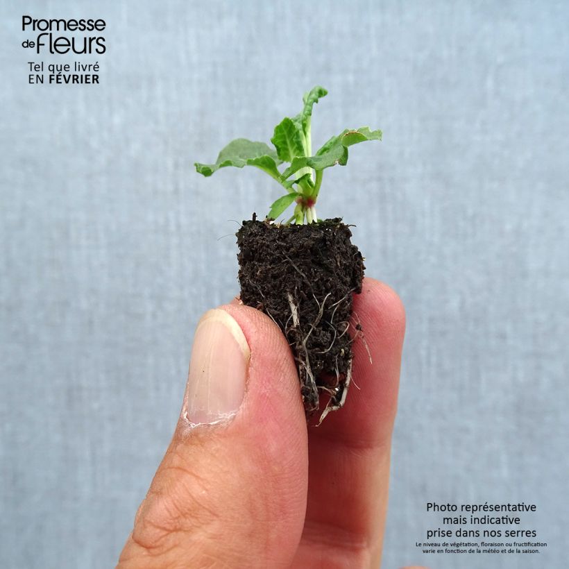 Esemplare di Primula eliator Colibri Aztec Gold - Primula maggiore Mini zolla Ø 1,5/2,5 cm come consegnato in autunno