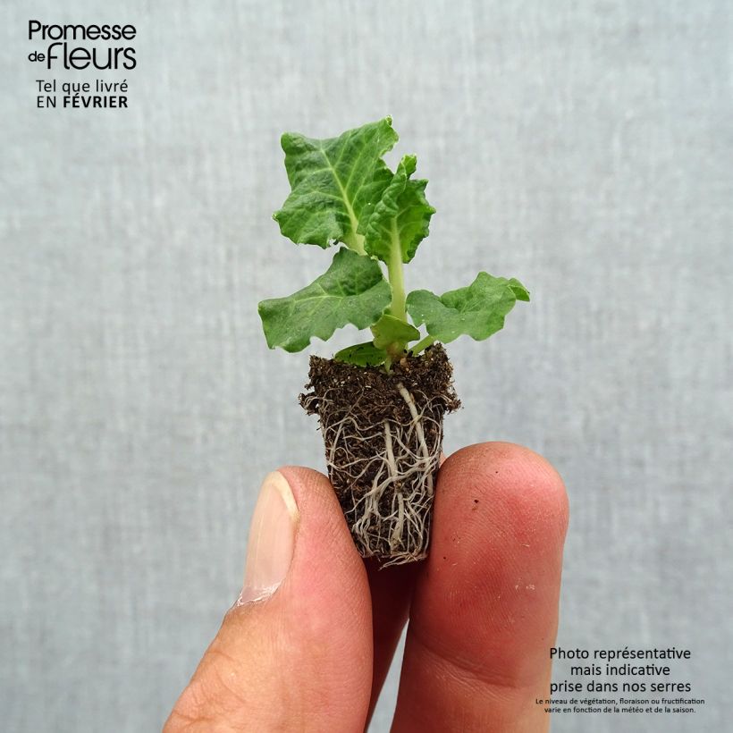 Esemplare di Primula elatior Colibri Light Yellow - Primula maggiore Mini zolla Ø 1,5/2,5 cm come consegnato in autunno