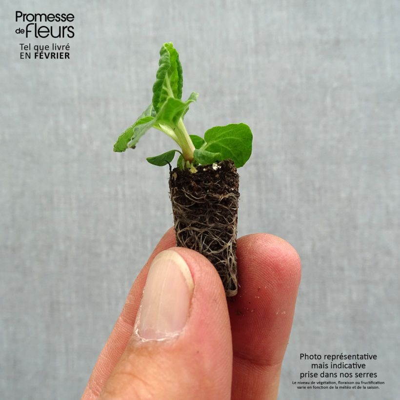 Esemplare di Primula elatior Colibri Red Shades - Primula maggiore Mini zolla Ø 1,5/2,5 cm come consegnato in autunno