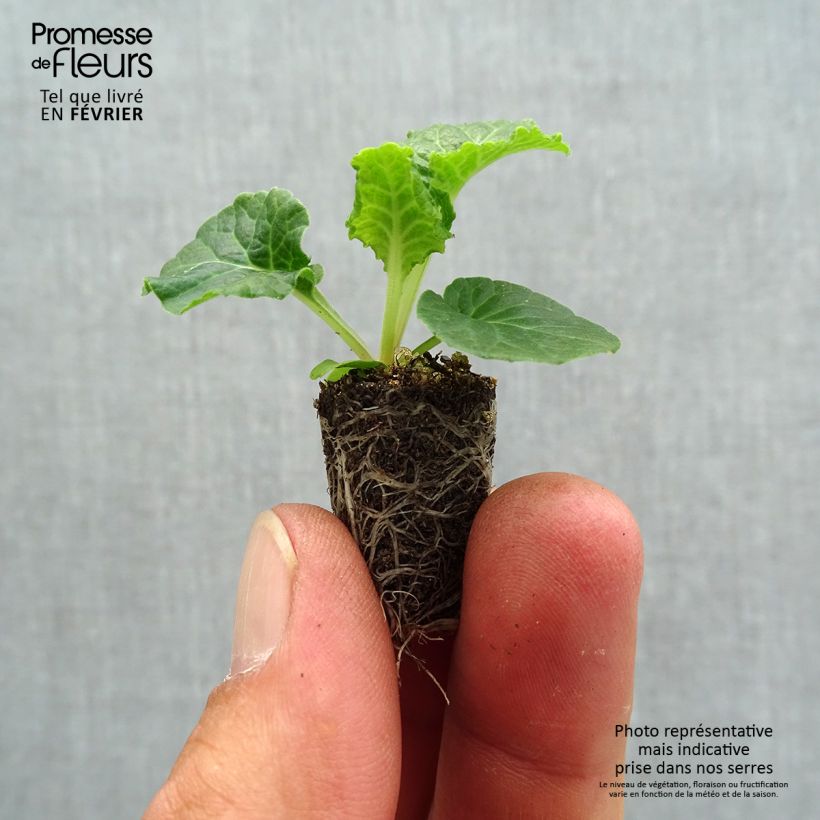 Esemplare di Primula eliator Colibri Withe Orange Eye - Primula maggiore Mini zolla Ø 1,5/2,5 cm come consegnato in autunno