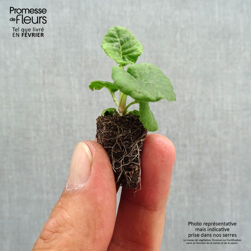 Esemplare di Primula eliator Mister Gold Laced - Primula maggiore Mini zolla Ø 1,5/2,5 cm come consegnato in autunno