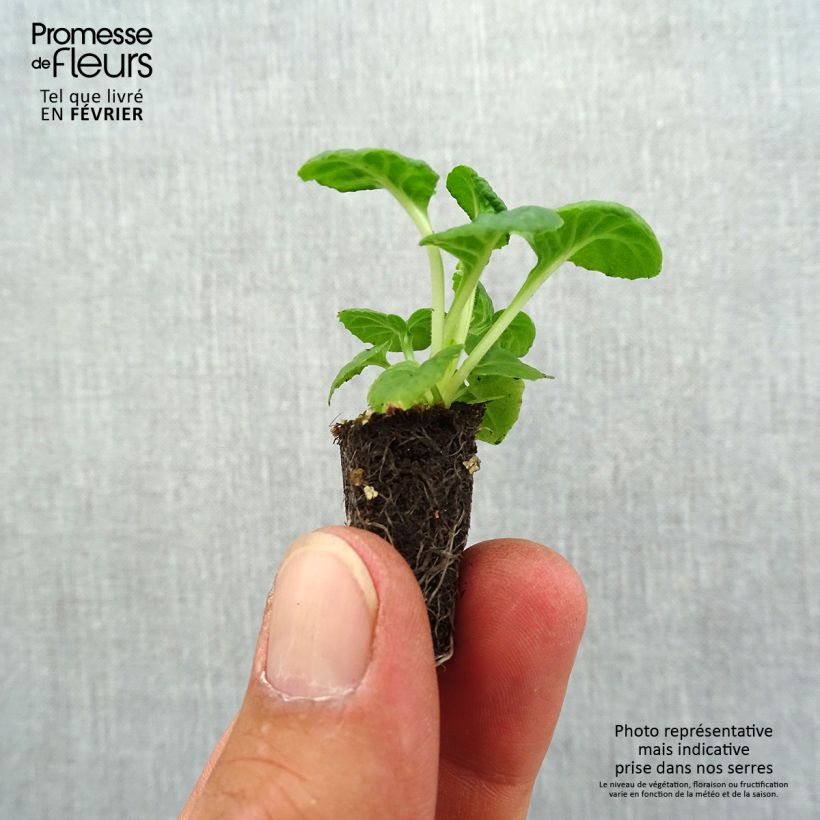 Esemplare di Primula eliator Mister Silver Laced - Primula maggiore Mini zolla Ø 1,5/2,5 cm come consegnato in autunno