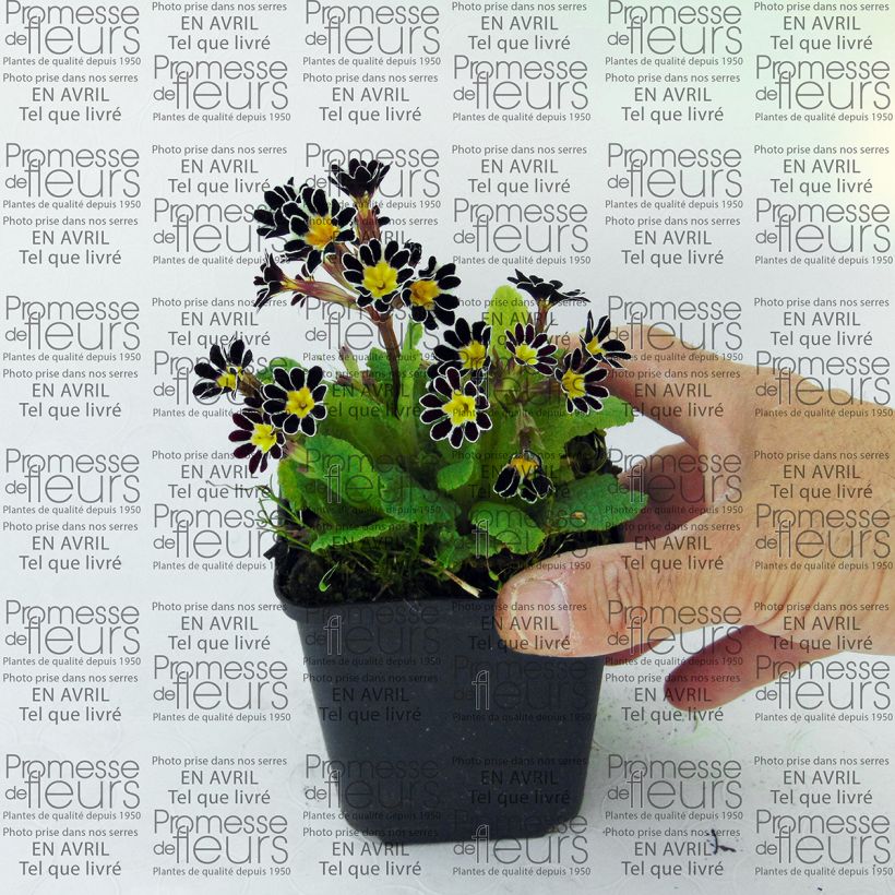 Esempio di esemplare Primula eliator Victoriana Silver Lace Black - Primula maggiore Vasetto da 8/9 cm come consegnato