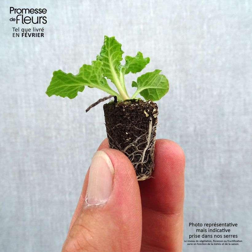 Example of Primula elatior Veristar Late Blue - Primula maggiore Mini zolla Ø 1,5/2,5 cm as you get in automne