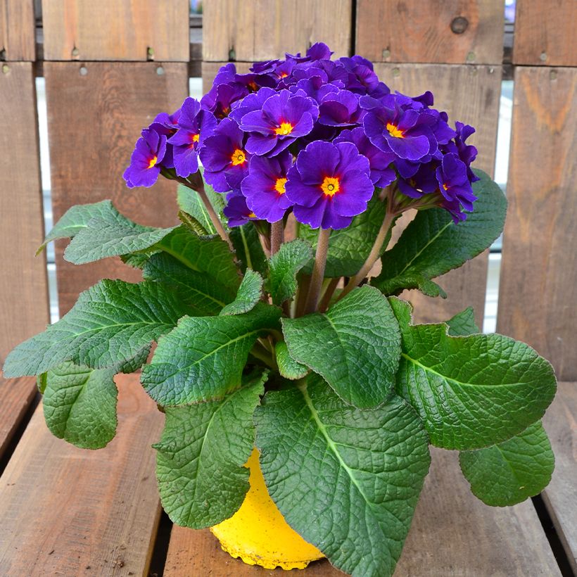 Primula elatior Veristar Late Blue - Primula maggiore (Plant habit)