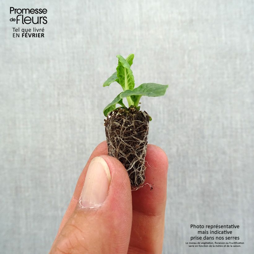 Esemplare di Primula eliator Veristar Late Marmelade - Primula maggiore Mini zolla Ø 1,5/2,5 cm come consegnato in autunno