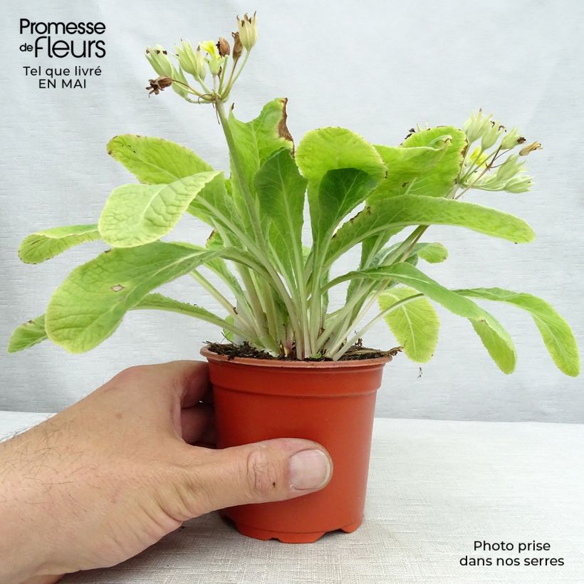 Primula eliator Veristar Lemon - Primula maggiore Vasetto da 8/9 cm esemplare consegnato in primavera