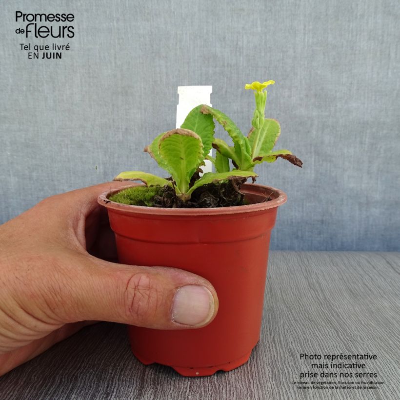 Esemplare di Primula eliator Veristar Yellow - Primula maggiore Vasetto da 8/9 cm consegnato in estate
