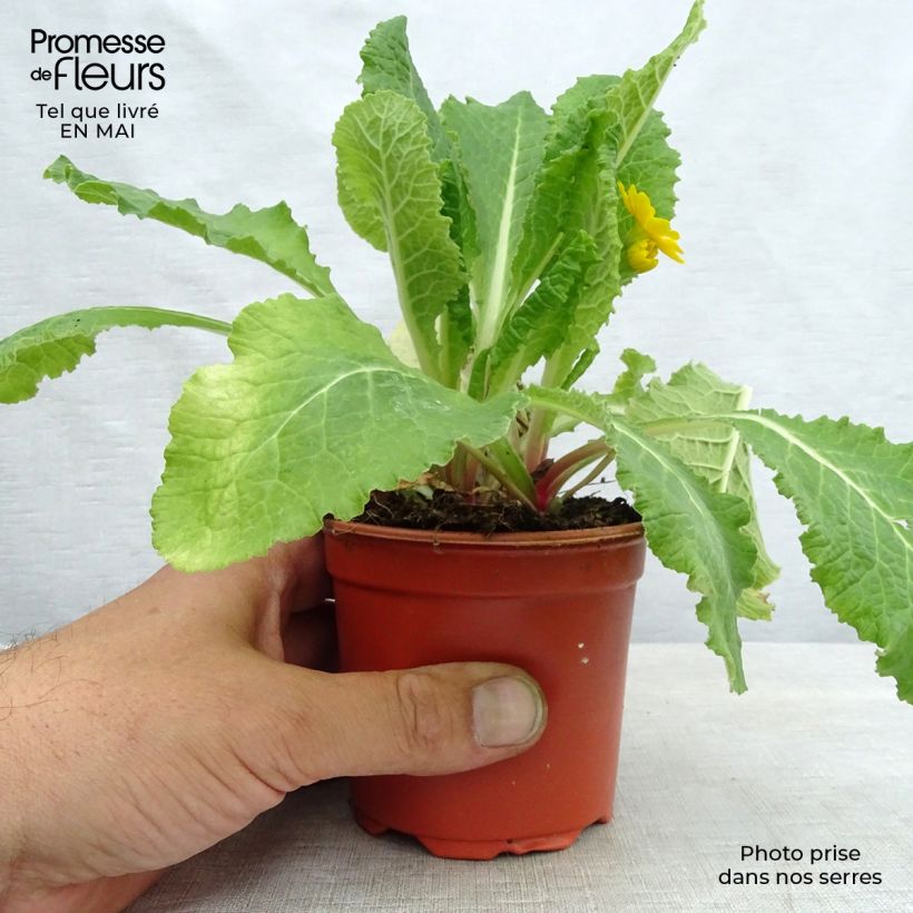 Primula eliator Veristar Yellow Gold - Primula maggiore Vasetto da 8/9 cm esemplare consegnato in primavera
