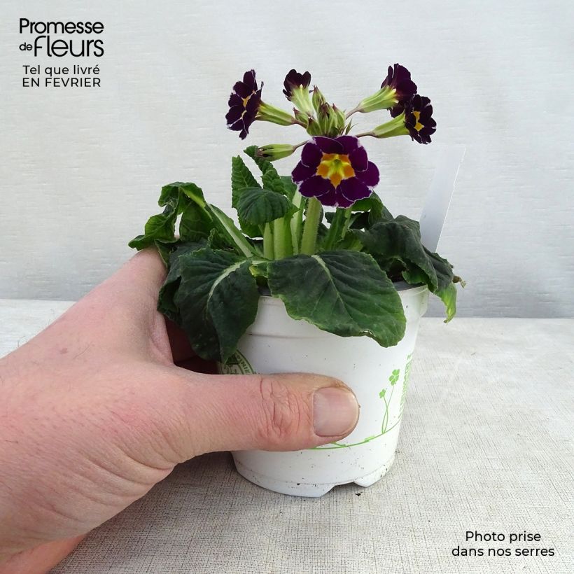 Primula eliator Violet Laced - Primula maggiore Vasetto da 8/9 cm esemplare consegnato in inverno