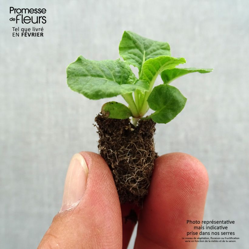 Esemplare di Primula eliator Violet Laced - Primula maggiore Mini zolla Ø 1,5/2,5 cm come consegnato in autunno