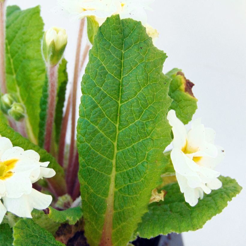 Primula Mr Brouart (Fogliame)