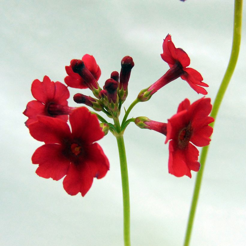 Primula japonica - Primula giapponese (Flowering)