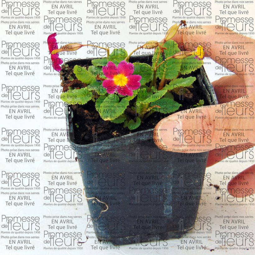 Esempio di esemplare Primula juliae Ideaal Vasetto da 8/9 cm come consegnato