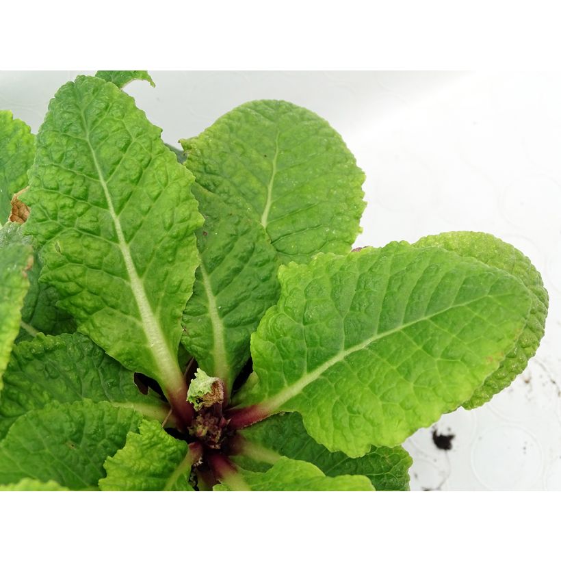 Primula polyantha Tie Dye (Fogliame)