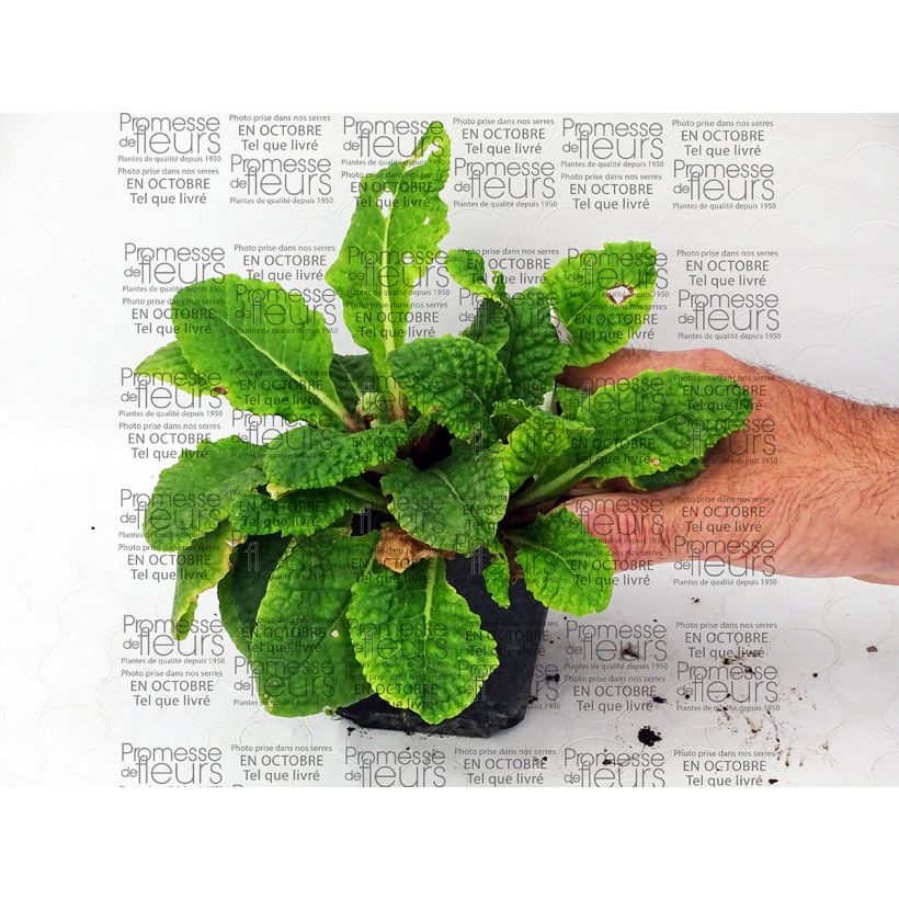 Esempio di esemplare Primula polyantha Tie Dye Vasetto da 8/9 cm come consegnato