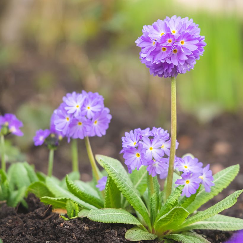 Primula denticulata Prom Lilac (Porto)