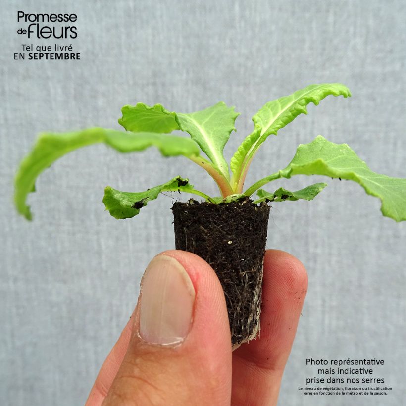 Esemplare di Primula Rosanna Mix F1 Mini zolla Ø 1,5/2,5 cm come consegnato in autunno