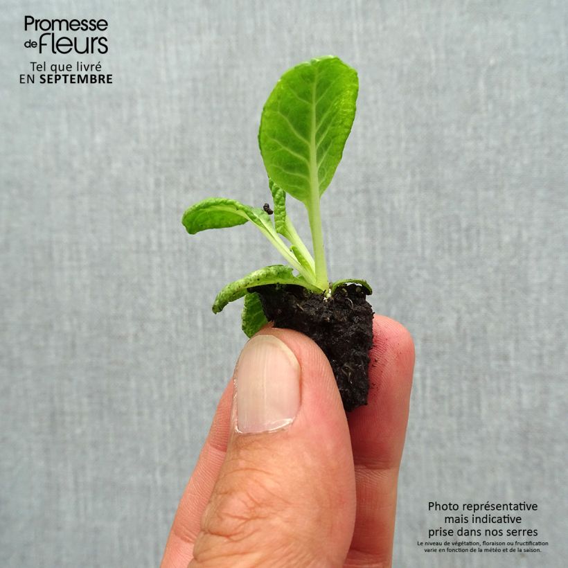 Esemplare di Primula Scentsation Red Cream Mini zolla Ø 1,5/2,5 cm come consegnato in autunno