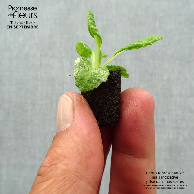 Esemplare di Primula Scentsation Yellow Cream Mini zolla Ø 1,5/2,5 cm come consegnato in autunno