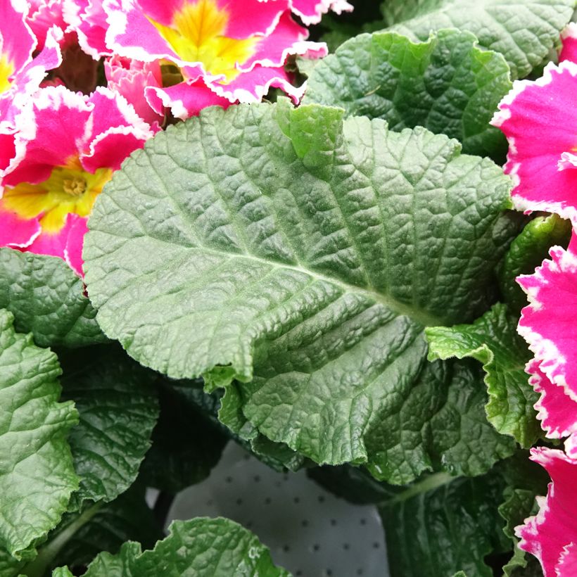 Primula Sweetie (Fogliame)