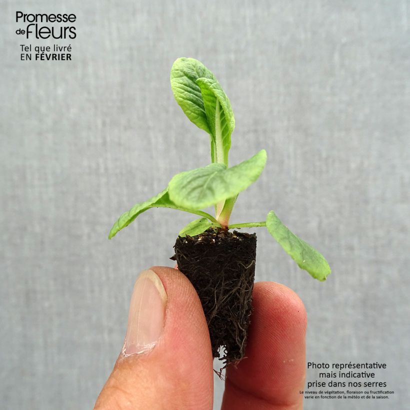 Esemplare di Primula Zebra Blue Mini zolla Ø 1,5/2,5 cm come consegnato in autunno